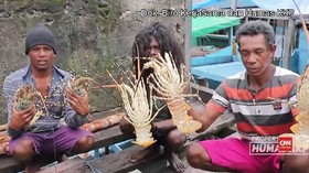 VIDEO: Ekspor Benih Lobster Berpotensi Rugikan Negara