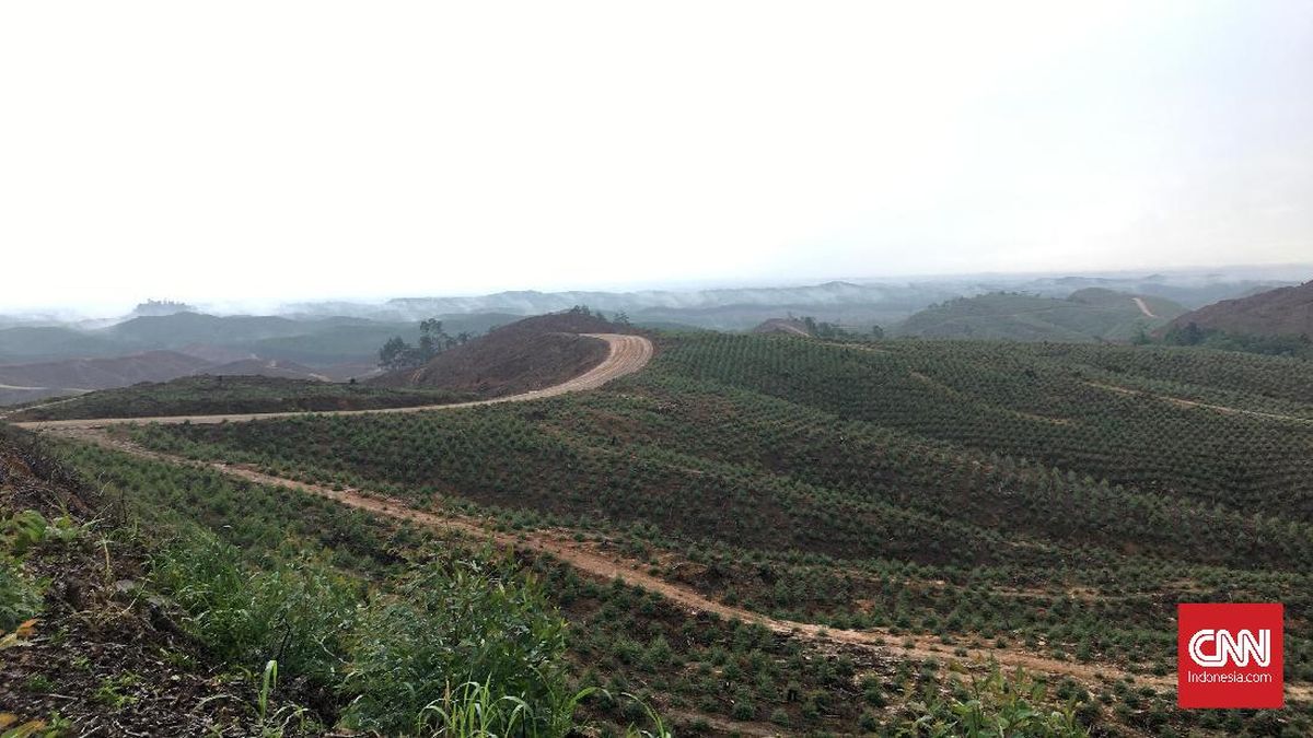 Nekat Serobot Kawasan Hutan Buat Tambang Bakal Didenda Hingga Rp6,5 M