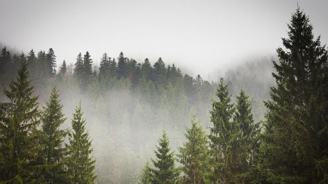 Penanaman ratusan Pohon Cemara Gunung diharapkan dapat kembali menyuburkan Pegunungan Ijen yang sempat terdampak karhutla.