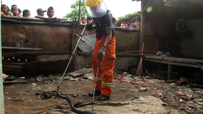 Ular kobra diamankan di tumpukan galon di warung milik warga di kawasan Jeruk Purut. Saat ditangkap, ular tersebut sempat menyemburkan bisa.