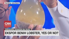 VIDEO: Ekspor Benih Lobster, Yes or No?