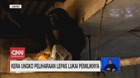VIDEO: Kera Ungko Peliharaan Lepas Lukai Pemiliknya