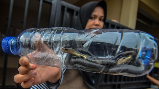 Tips Agar Ular Kobra Tak Bersarang di Rumah pada September Bulan September jadi bulan dimana ular kobra bertelur dan kerap bersarang di sekitar rumah atau sekolah, berikut tips untuk menghindarinya.