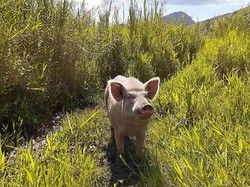 Orang Jawa Bajak Sawah Pakai Sapi, di Papua Pakai Babi