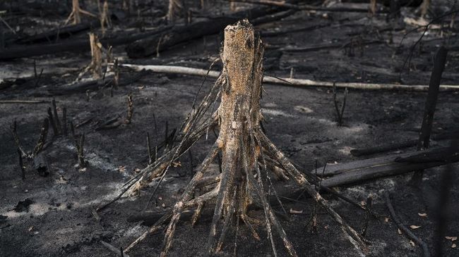 Peneliti Temukan Jejak Hutan Hujan Kuno di Antartika