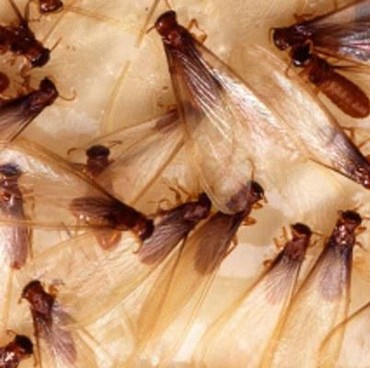 Kronologi Video Viral Gerbong KRL Dipenuhi Laron