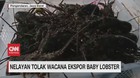 VIDEO: Nelayan Tolak Wacana Ekspor Baby Lobster