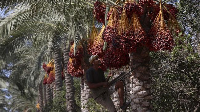 Pohon Kurma, yang masuk dalam daftar UNESCO terbaru, telah lama memainkan peran penting dalam perkembangan Arab.
