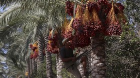 Dinominasikan 14 Negara, Pohon Kurma Masuk Daftar UNESCO