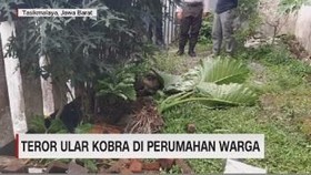 VIDEO: Teror Ular Kobra di Perumahan Warga
