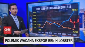 VIDEO; Polemik Wacana Ekspor Benih Lobster
