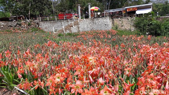 Kebun Amarilis Gunungkidul 2019