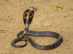 Ternyata Ular King Kobra Secerdas Ini