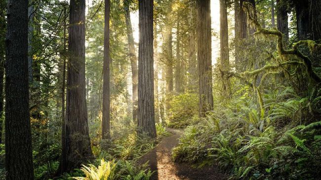 Pohon berjenis redwood pesisir (Sequoia sempervirens) menjadi pohon tertinggi di dunia dengan sejumlah penghuni yang memiliki mekanisme terbang unik.
