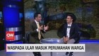 VIDEO: Awas Teror Ular Kobra