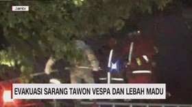 VIDEO: Evakuasi Tawon & Lebah di Malam Hari