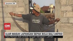 VIDEO: Ular Masuk Lapangan Sepak Bola Bali United