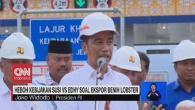VIDEO: Heboh Kebijakan Susi Vs Edhy Soal Ekspor Benih Lobster