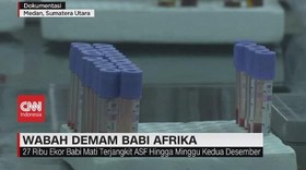 VIDEO: Wabah Demam Babi Afrika Serang Sumut