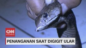 VIDEO: Penanganan Saat Digigit Ular