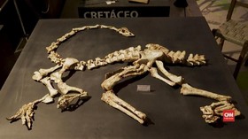 VIDEO: Fosil Raja Karnivora Sebelum T-rex Ditemukan di Brazil