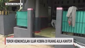 VIDEO: Teror Penemuan Ular Kobra di Aula Kantor & Rumah Makan