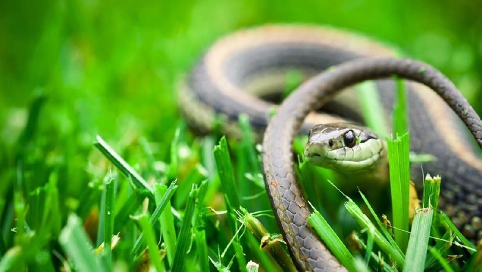 The snake crawls along the branch at home. Reptiles in role of domestic pets concept. Carpet Australian pithon living in domestic room.