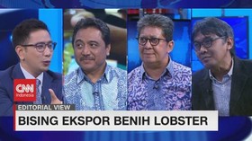 VIDEO: Bising Ekspor Bibit Lobster