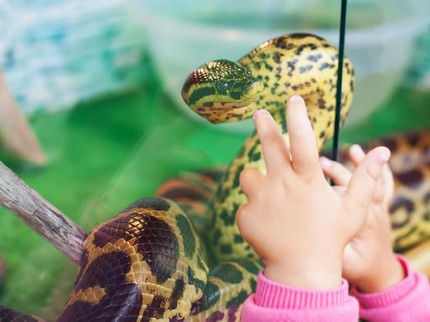Ngeri! Wajah Bayi 8 Minggu Digigit Ular Piton Saat Tidur
