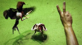 FOTO: Sabung Ayam Legal di Puerto Rico