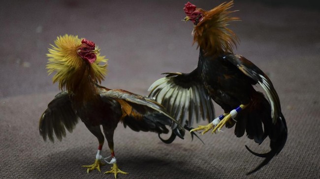 Seorang lelaki India meninggal akibat diserang hewan peliharaannya saat menuju lokasi sabung ayam.