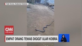 VIDEO: Empat Orang Tewas Dipatuk Ular Kobra