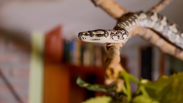 Ular The snake crawls along the branch at home. Reptiles in role of domestic pets concept. Carpet Australian pithon living in domestic room.