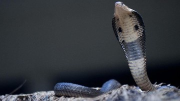 Dikira Mimpi, Tamu Hotel Kaget Terbangun dengan Ular Kobra di Leher