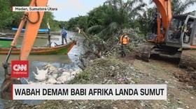 VIDEO: Wabah Demam Babi Afrika Landa Sumut
