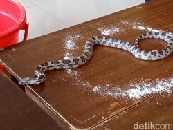 Bukan Garam! Ular Ternyata Bisa Terusir dengan Cara Ini