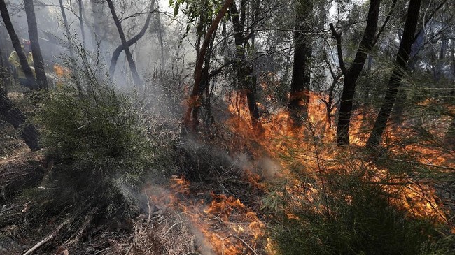 A firefighter controls a backburn near Mangrove Mountain, north of Sydney, Australia, Sunday, Dec. 8, 2019. Hot dry conditions have brought an early start to the fire season. (AP Photo/Rick Rycroft)