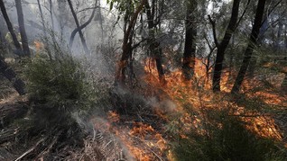 Mengenal Sistem Pemadam Kebakaran Hutan RI yang Tiru Kanada