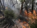 Mengenal Sistem Pemadam Kebakaran Hutan RI yang Tiru Kanada