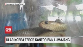 VIDEO: Ular Kobra Teror Kantor BNN Lumajang