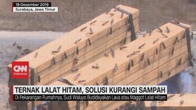 VIDEO: Ternak Lalat Hitam, Solusi Kurangi Sampah