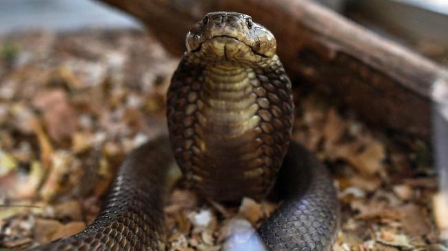 Rumah eks Gubernur Banten dilempar sekarung ular kobra pada Rabu dini hari.