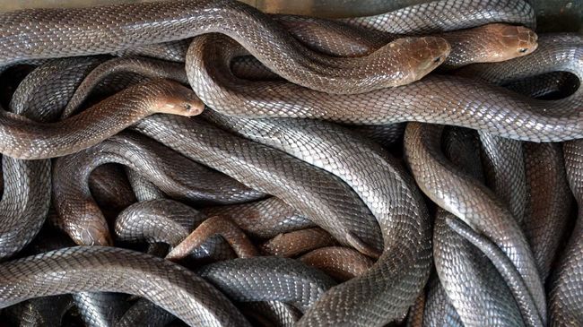 Sebuah studi terbaru menemukan fakta terbaru terkait penemuan fosil ular berkaki empat di zaman prasejarah.