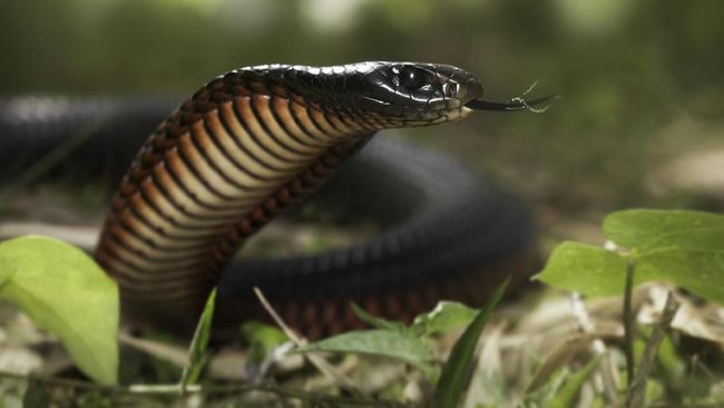 King cobra adalah salah satu jenis ular yang beracun dan dapat membunuh manusia. Lantas, kenapa gigitan ular king cobra mematikan?
