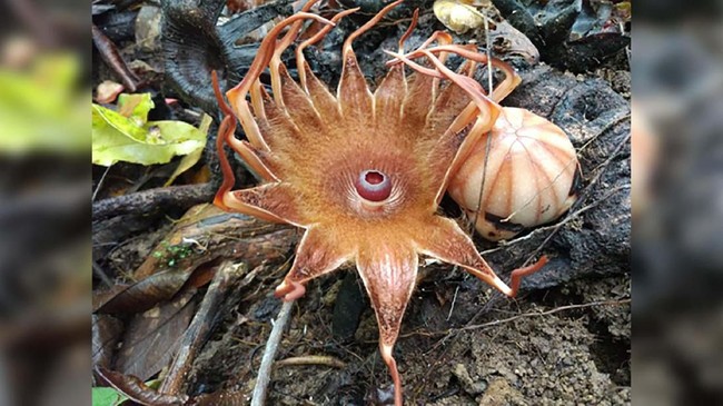 Badan Konservasi di Agam, Sumbar, menemukan bunga langka Rhizanthes saat menelusuri hutan lindung di sekitar Danau Maninjau, Sumbar.