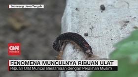 VIDEO: Fenomena Munculnya Ribuan Ulat di Semarang