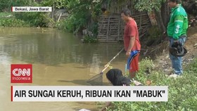 VIDEO: Air Sungai Keruh, Ribuan Ikan Mabuk