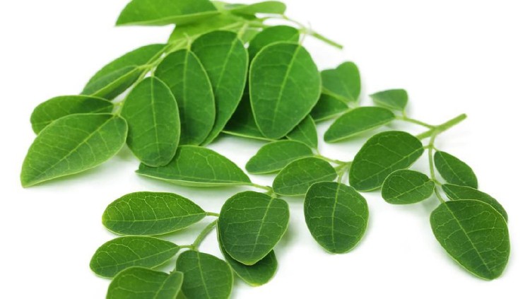 daun kelor