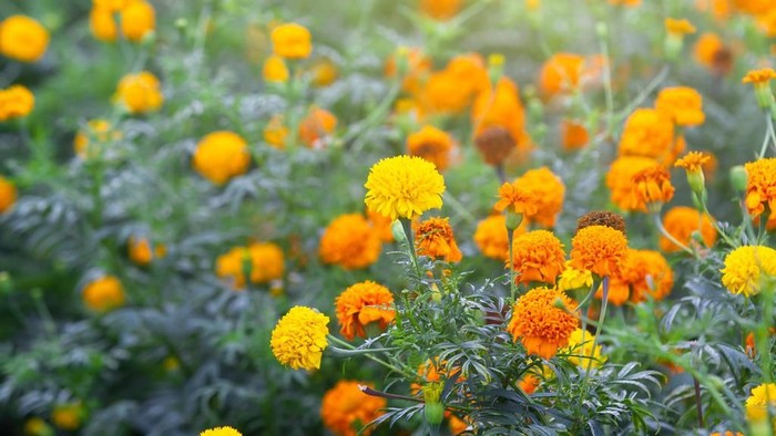Wild Marigold flowers in the garden close up.