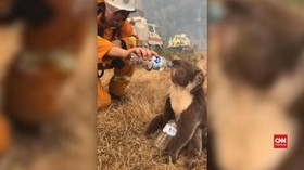 VIDEO: Pemadam Kebakaran Beri Minum Koala yang Kehausan